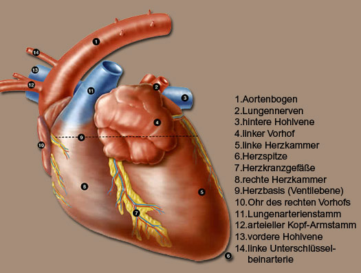 Rechts oder sitzt die links wo bauchspeicheldrüse Welche Organe